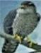 Goshawk's Avatar